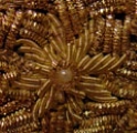 bullion-zardosi-fleur